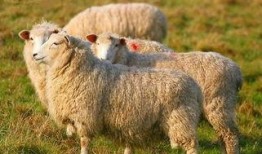 羊了个羊吃瓜娱乐