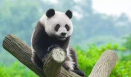 娱乐吃瓜熊猫视频大全,吃瓜视频大全盘点