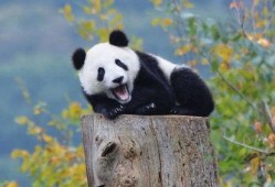 娱乐吃瓜熊猫视频大全,吃瓜视频大全盘点