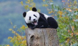 娱乐吃瓜熊猫视频大全,吃瓜视频大全盘点