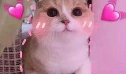 羊了个羊吃瓜娱乐