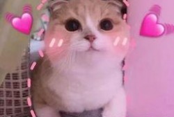 羊了个羊吃瓜娱乐