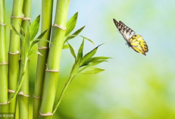 娱乐吃瓜酱竹子,娱乐吃瓜酱的幕后故事